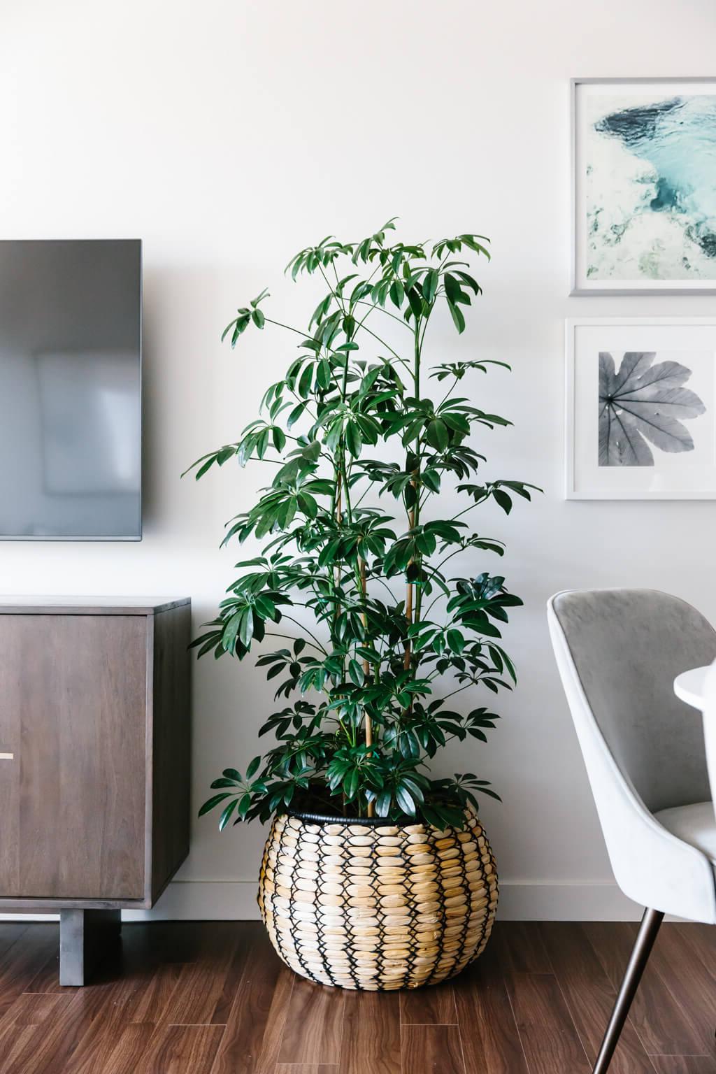 Tour durch mein modernes, minimalistisches Wohnzimmer. Mein Einrichtungsstil ist eine Mischung aus Minimalismus, Mid-Century Modern, Skandinavien und SoCal-Flair. Helle, offene Raumgestaltung mit passenden Kunstwerken.