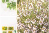 Top Tips for Keeping Fresh Herbs Fresh Longer