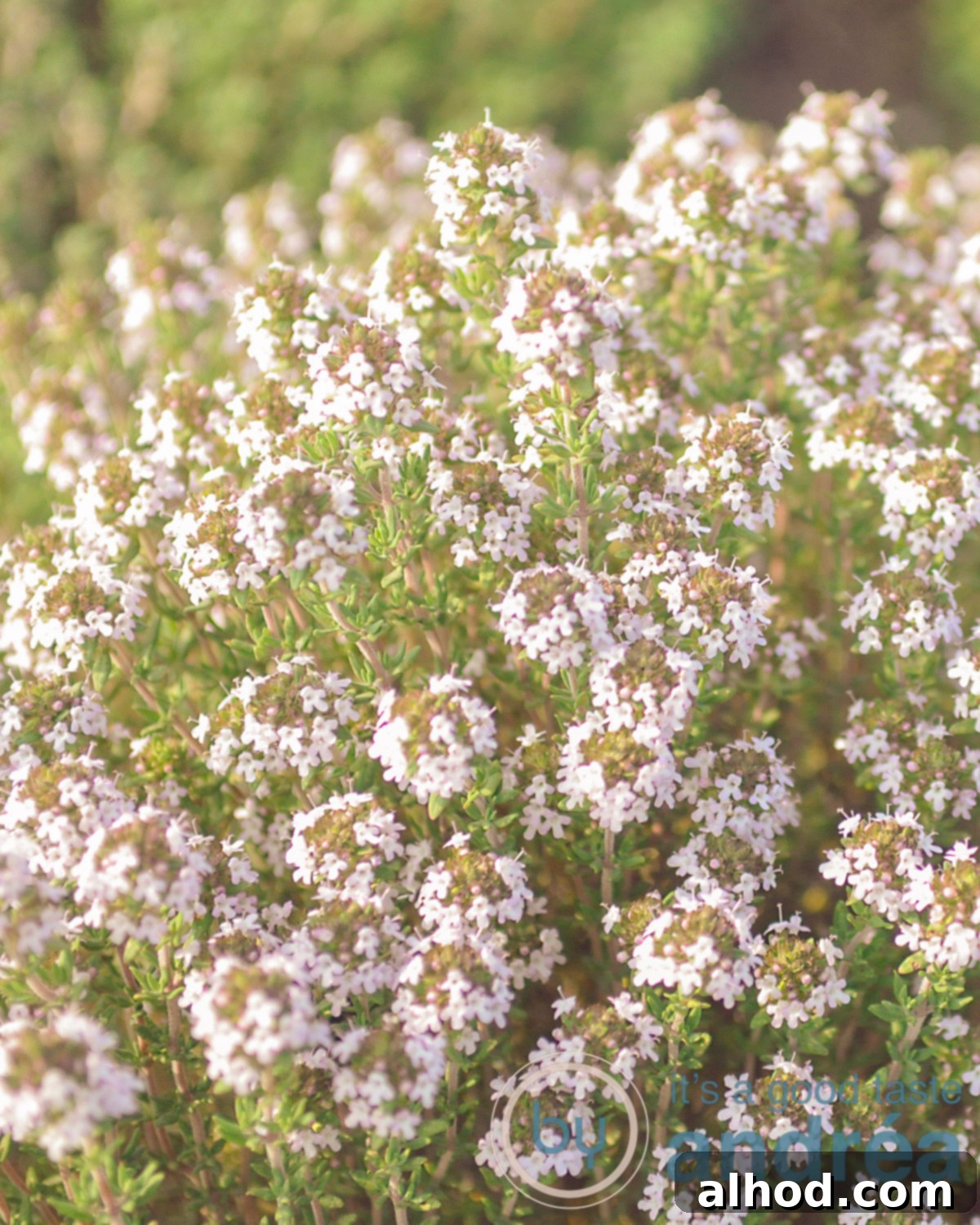 Top Tips for Keeping Fresh Herbs Fresh Longer 2 fresh thyme flowering in the garden